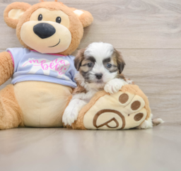 5 week old Teddy Bear Puppy For Sale - Florida Fur Babies