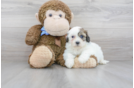 Meet Omega - our Teddy Bear Puppy Photo 2/3 - Florida Fur Babies
