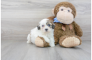 Meet Omega - our Teddy Bear Puppy Photo 1/3 - Florida Fur Babies