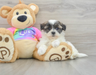 8 week old Teddy Bear Puppy For Sale - Florida Fur Babies