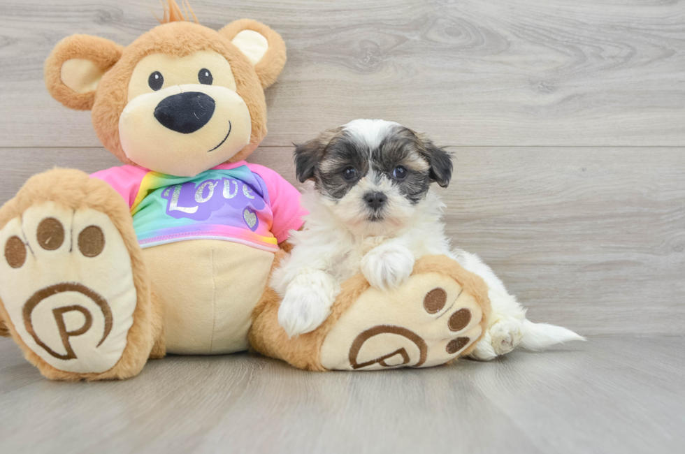 5 week old Teddy Bear Puppy For Sale - Florida Fur Babies