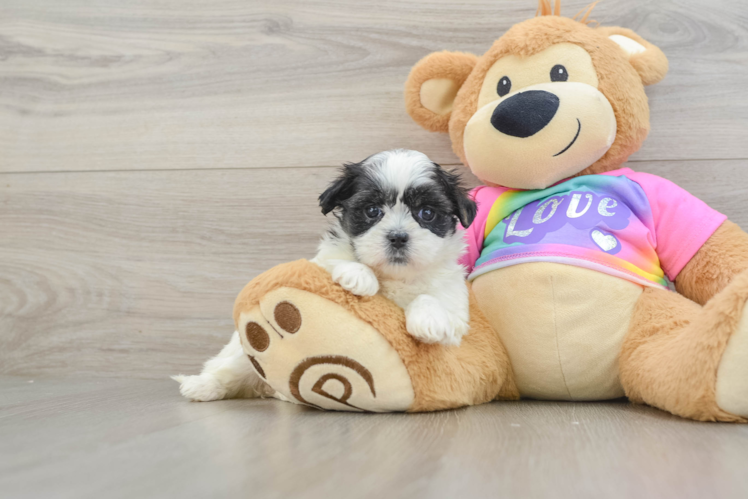Funny Teddy Bear Designer Pup