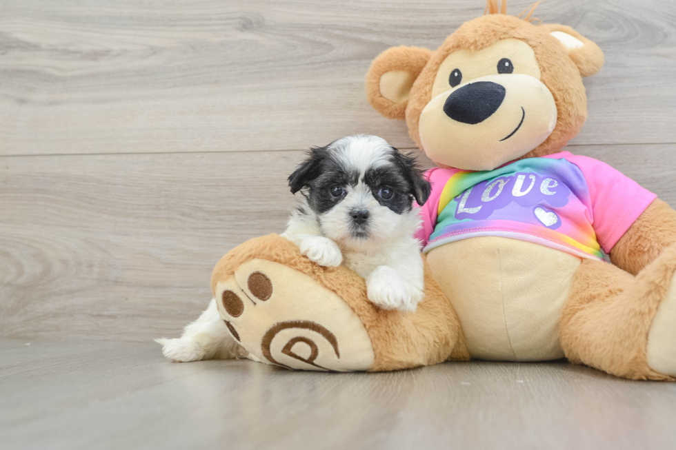 Funny Teddy Bear Designer Pup