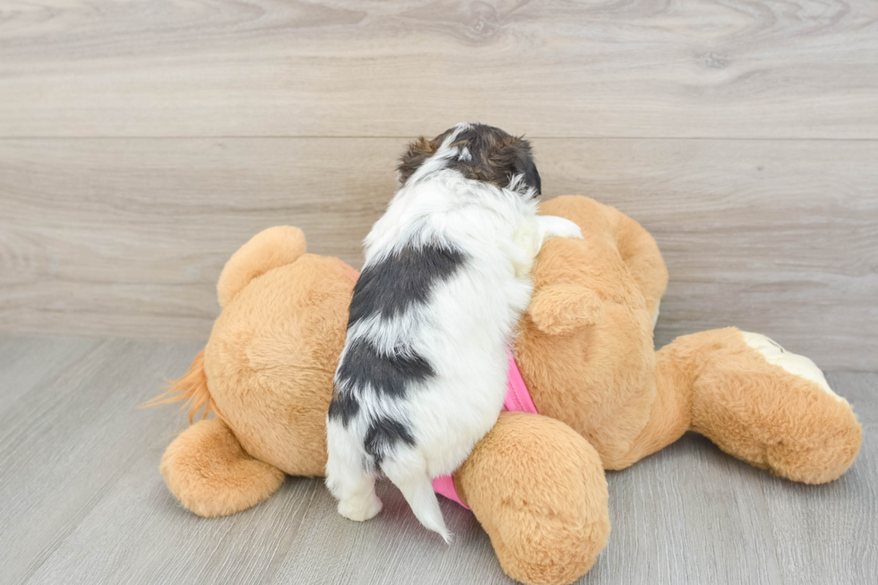 Adorable Shi Chon Designer Puppy
