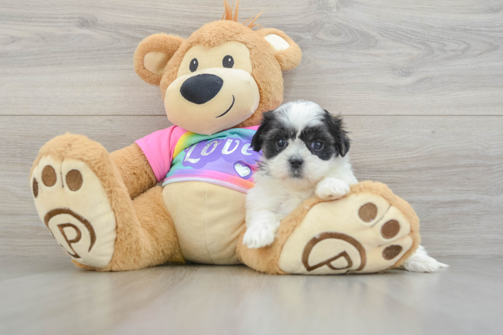Teddy Bear Puppy for Adoption