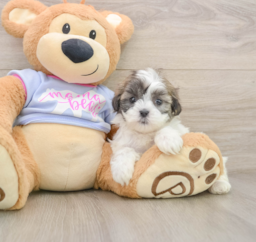 5 week old Teddy Bear Puppy For Sale - Florida Fur Babies
