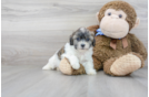 Meet Ophelia - our Teddy Bear Puppy Photo 1/3 - Florida Fur Babies