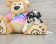 6 week old Teddy Bear Puppy For Sale - Florida Fur Babies