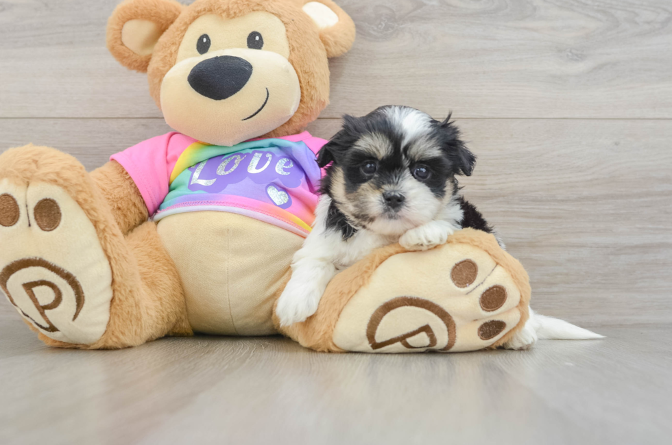 5 week old Teddy Bear Puppy For Sale - Florida Fur Babies