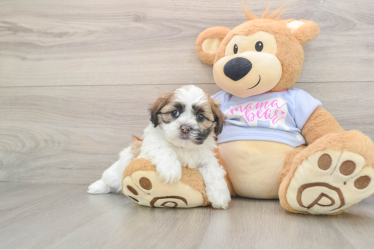 Teddy Bear Puppy for Adoption