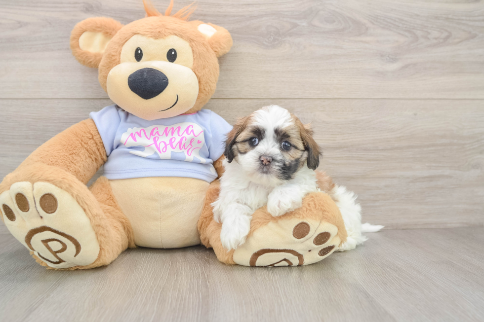 Teddy Bear Puppy for Adoption