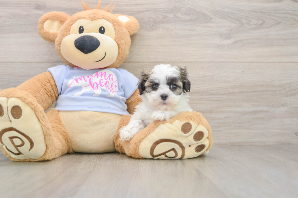 Playful Shichon Designer Puppy