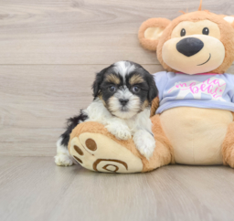 5 week old Teddy Bear Puppy For Sale - Florida Fur Babies