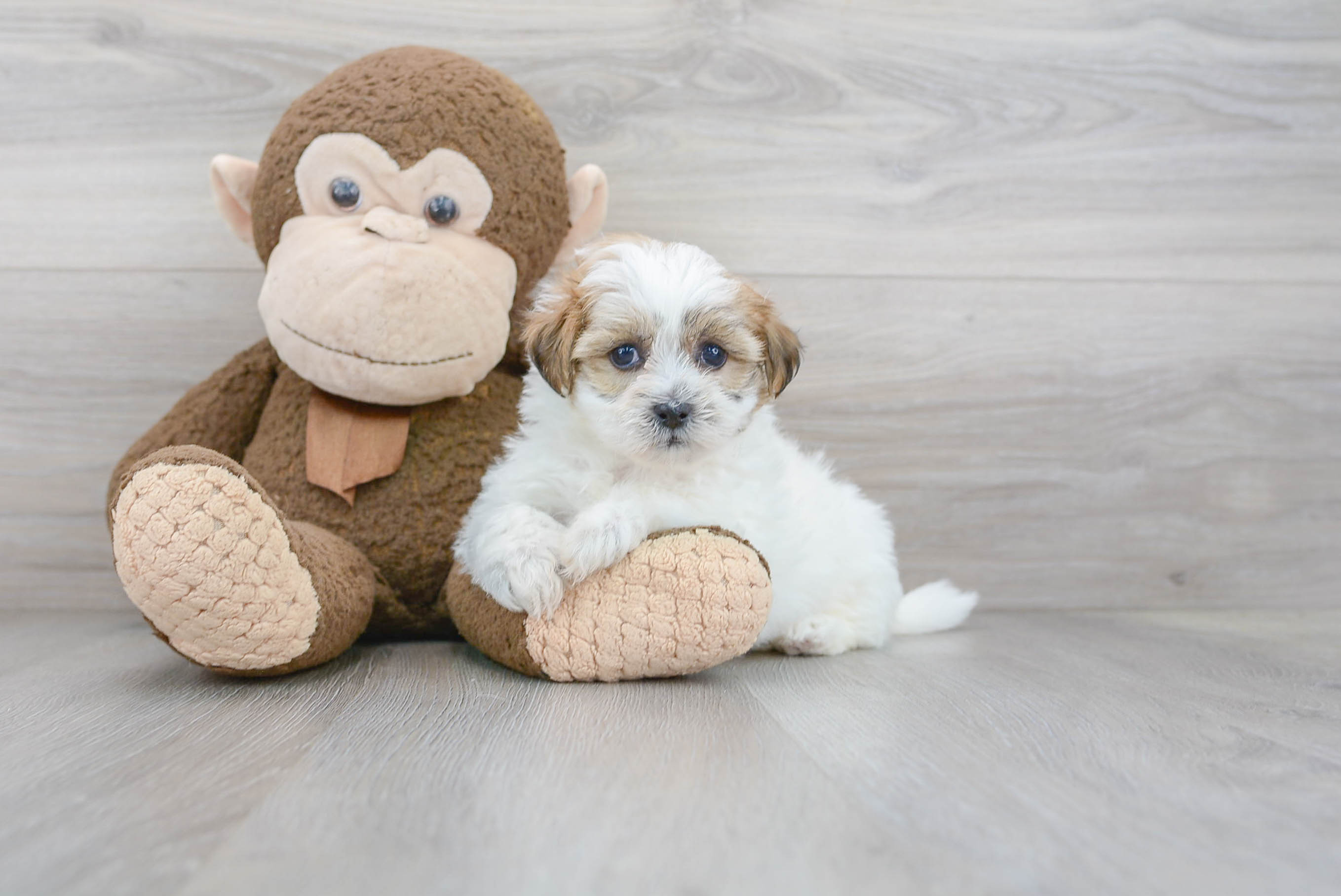 Teddy Bear Puppy for Adoption