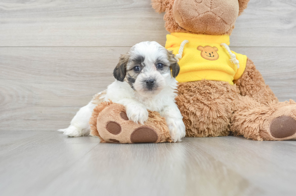 toy teddy bear puppies for sale