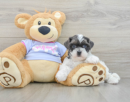 8 week old Teddy Bear Puppy For Sale - Florida Fur Babies