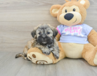 7 week old Teddy Bear Puppy For Sale - Florida Fur Babies