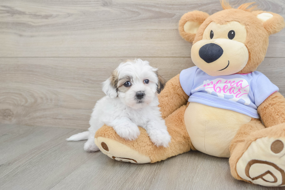 Teddy Bear Pup Being Cute