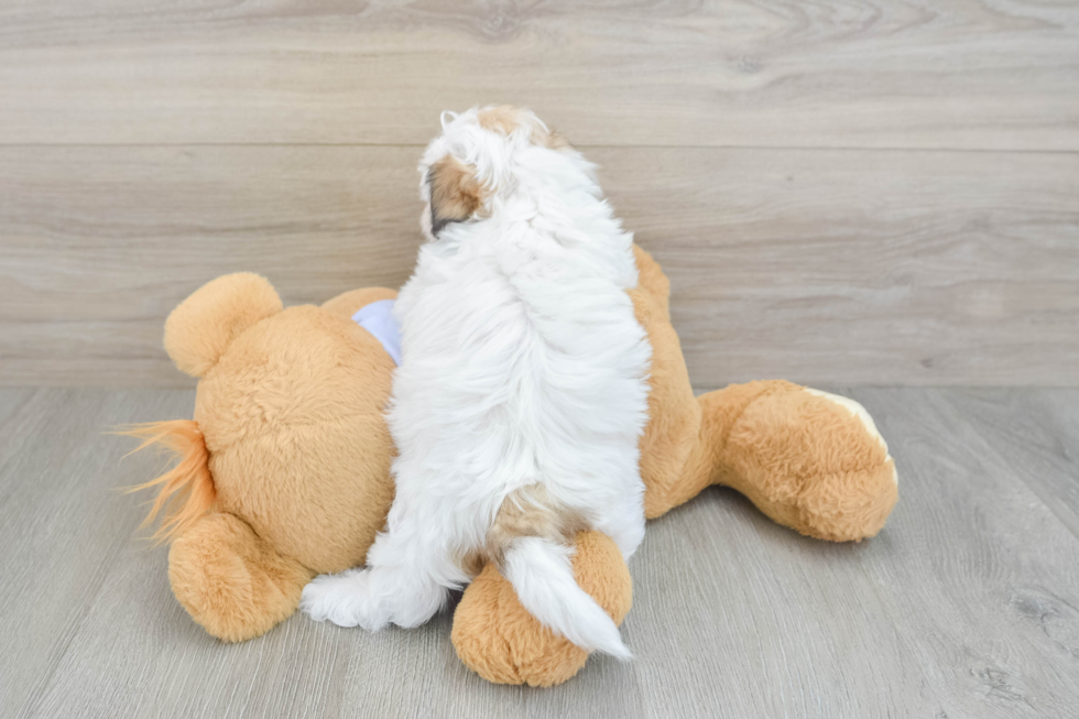 Smart Teddy Bear Designer Pup