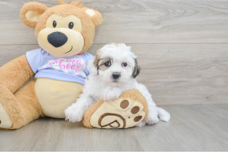 Little Shichon Designer Puppy