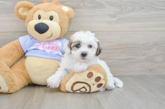 Little Shichon Designer Puppy