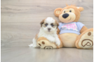 Smart Teddy Bear Designer Pup