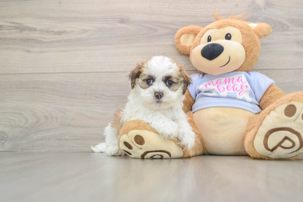 Smart Teddy Bear Designer Pup