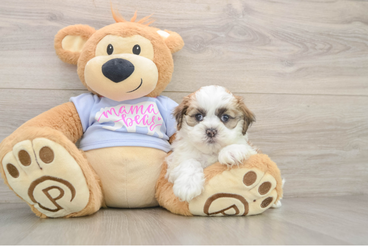 Best Teddy Bear Baby