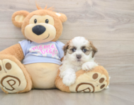 5 week old Teddy Bear Puppy For Sale - Florida Fur Babies