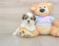 7 week old Teddy Bear Puppy For Sale - Florida Fur Babies