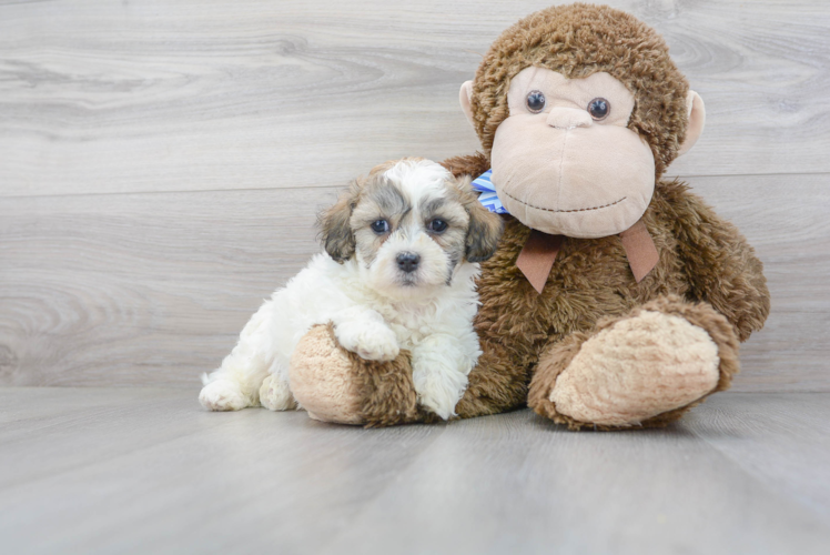 Meet Owen - our Teddy Bear Puppy Photo 1/3 - Florida Fur Babies