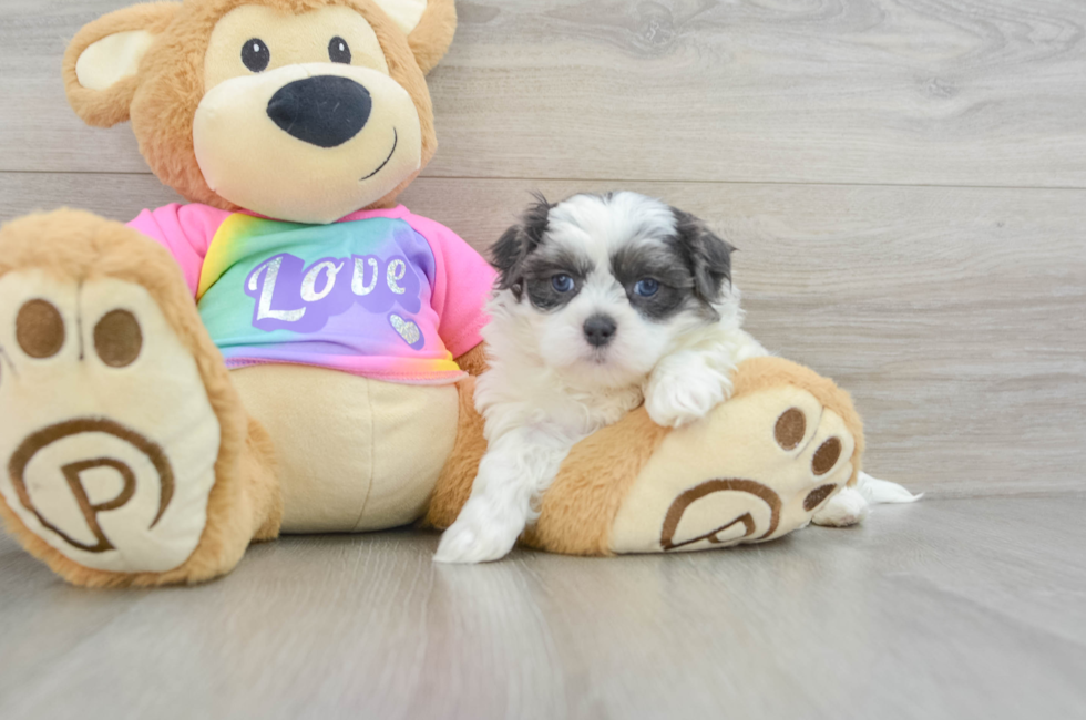 6 week old Teddy Bear Puppy For Sale - Florida Fur Babies