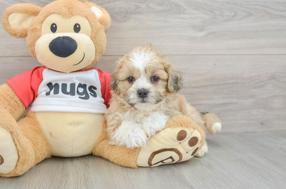 6 week old Teddy Bear Puppy For Sale - Florida Fur Babies