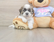 5 week old Teddy Bear Puppy For Sale - Florida Fur Babies