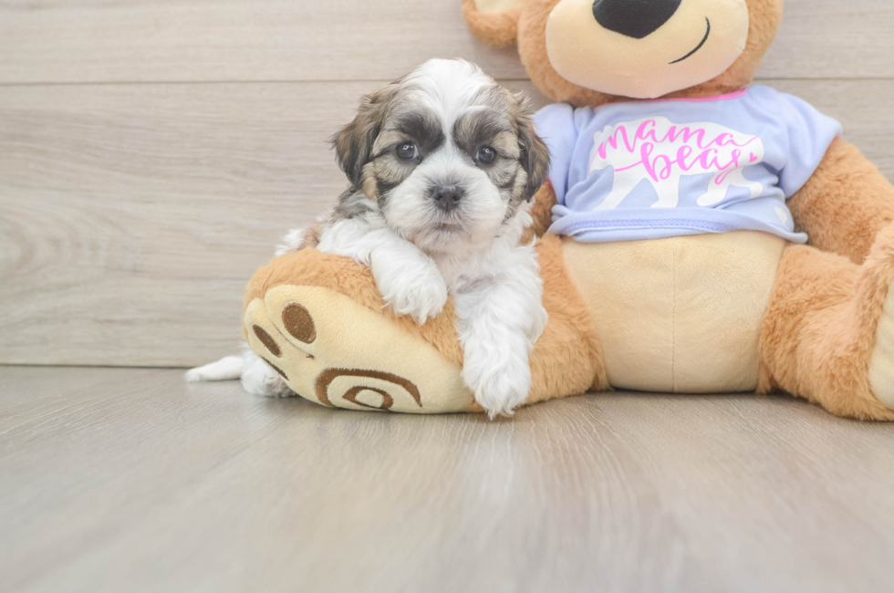 5 week old Teddy Bear Puppy For Sale - Florida Fur Babies