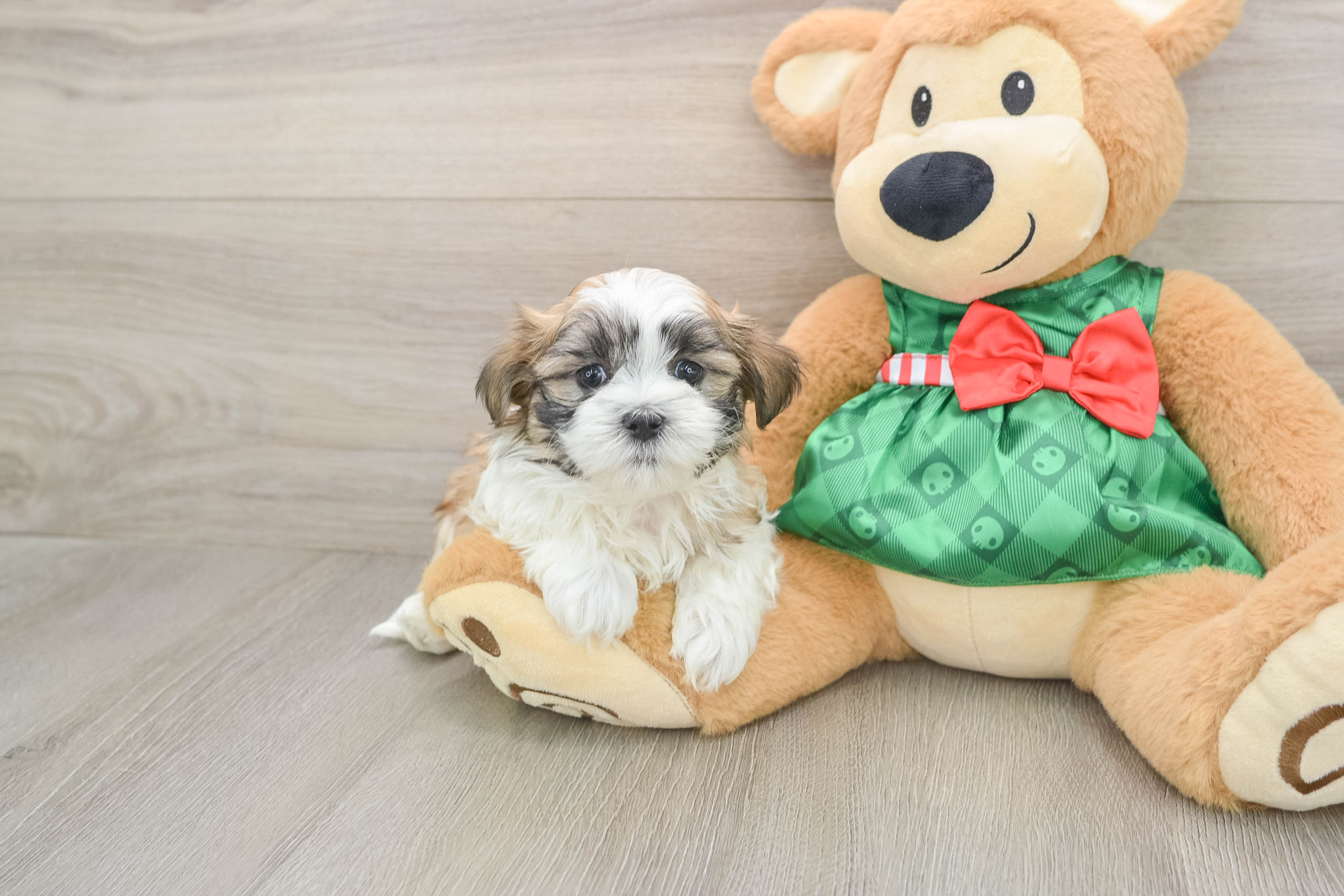 Teddy Bear Pup Being Cute