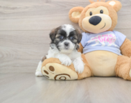 5 week old Teddy Bear Puppy For Sale - Florida Fur Babies