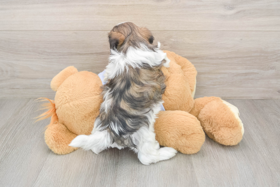 Best Teddy Bear Baby