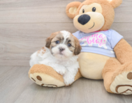 5 week old Teddy Bear Puppy For Sale - Florida Fur Babies