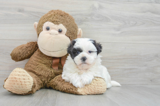 Cute Teddy Bear Baby
