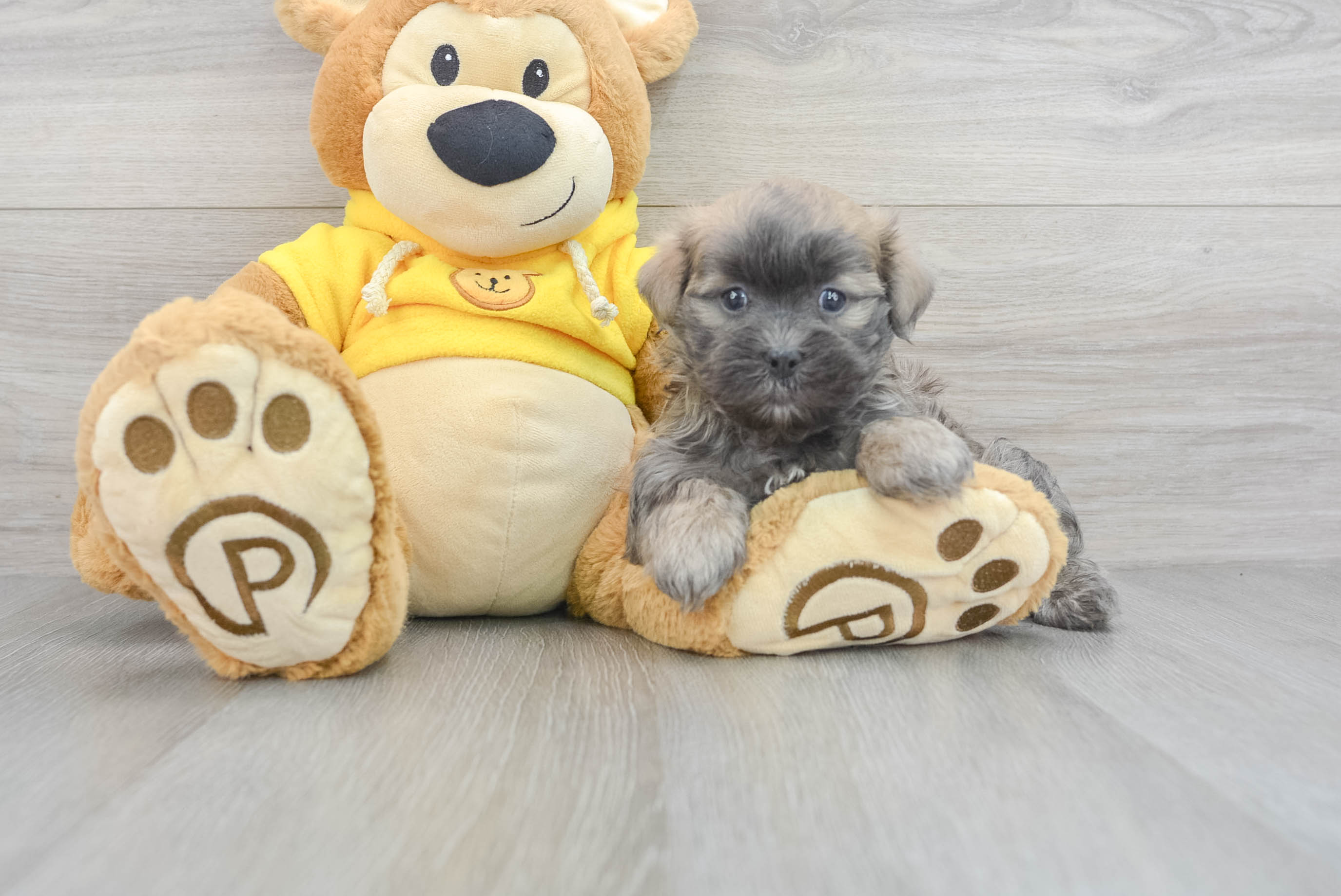 Greenfield puppies teddy clearance bear