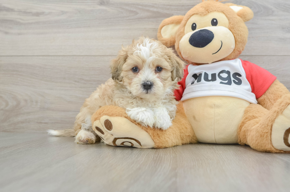 6 week old Teddy Bear Puppy For Sale - Florida Fur Babies