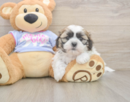 5 week old Teddy Bear Puppy For Sale - Florida Fur Babies