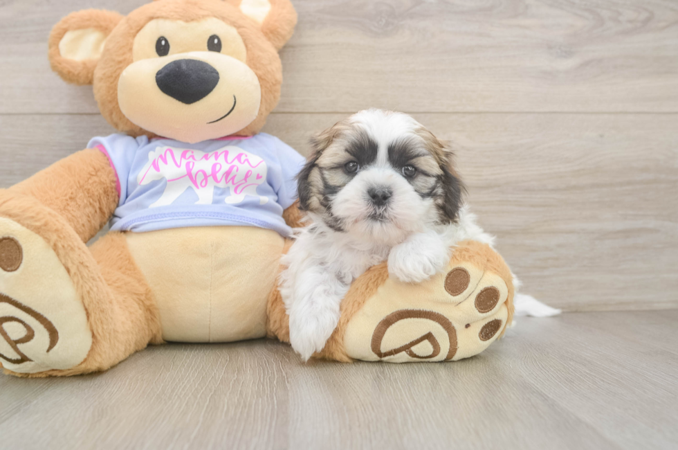 5 week old Teddy Bear Puppy For Sale - Florida Fur Babies