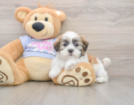 5 week old Teddy Bear Puppy For Sale - Florida Fur Babies