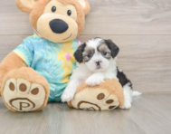 6 week old Teddy Bear Puppy For Sale - Florida Fur Babies