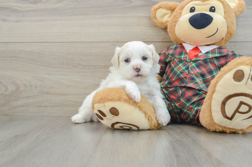 5 week old Teddy Bear Puppy For Sale - Florida Fur Babies