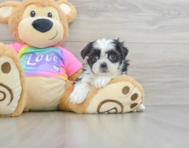 9 week old Teddy Bear Puppy For Sale - Florida Fur Babies