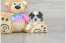 Petite Teddy Bear Designer Pup