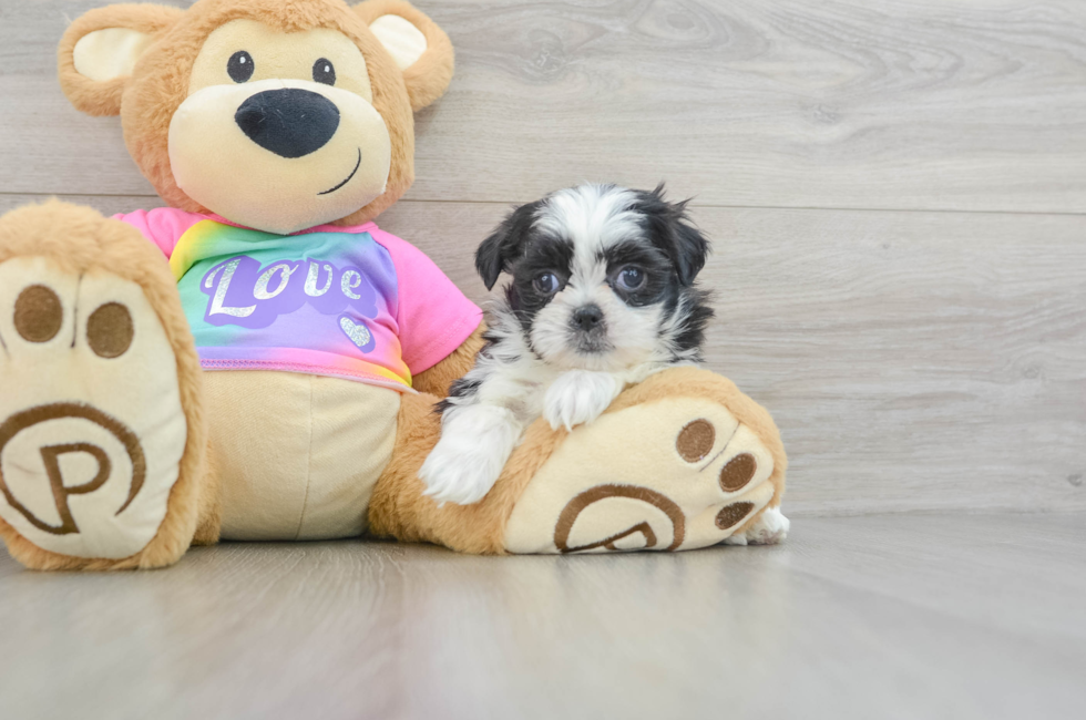 6 week old Teddy Bear Puppy For Sale - Florida Fur Babies